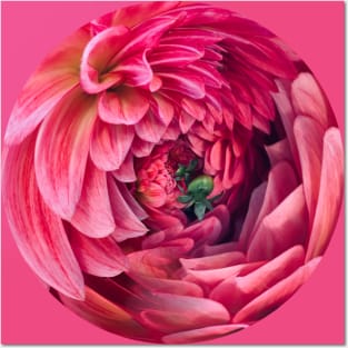 Dahlia - Back Graphic Posters and Art